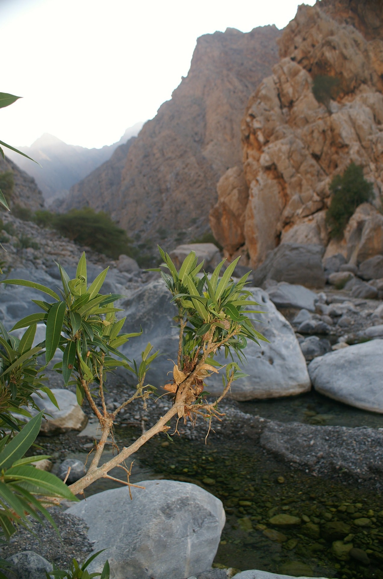 Jebel Akhdar camping spots التخييم في الصحراء