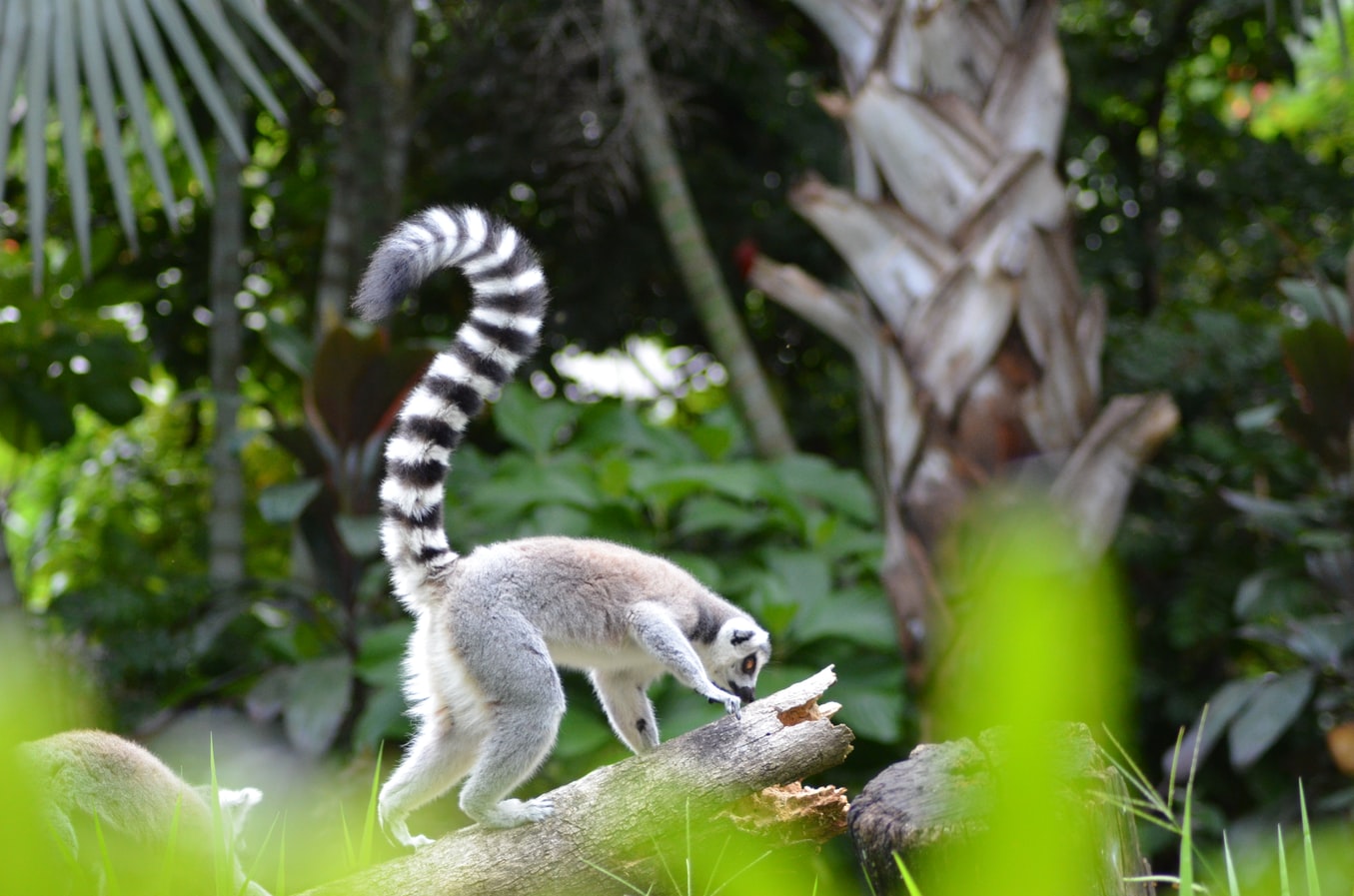 Lemurs in Andasibe, Madagascar