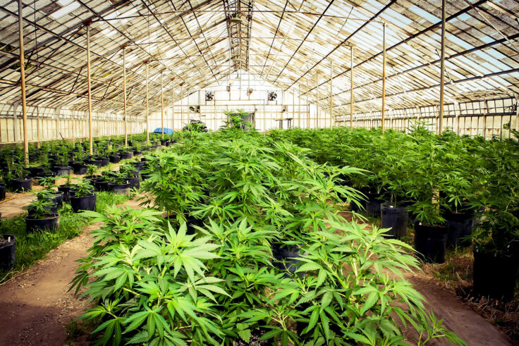 cannabis farming
