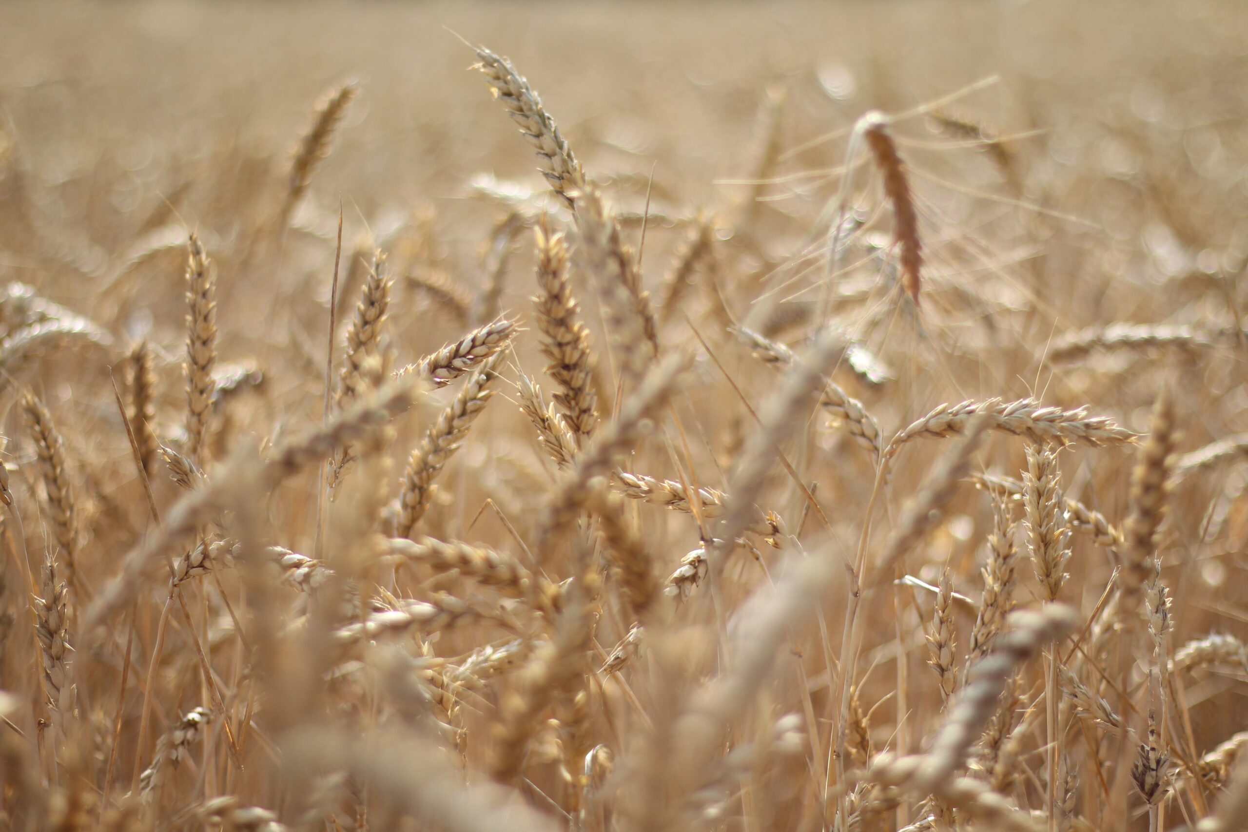 Wheat and barley arabic remedies 