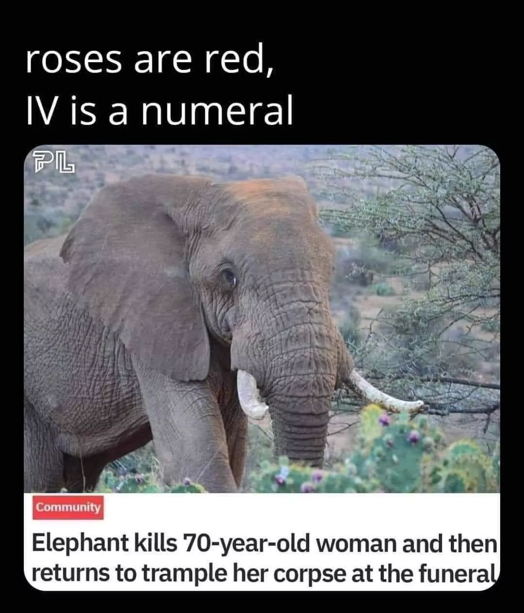 elephant kills a woman kenya
